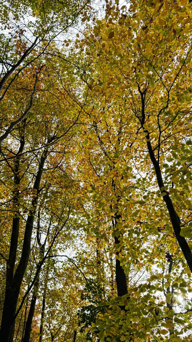 Il y a 4 ans, j’ai pris la décision de quitter mon job d’employée. J’étais terrorisée à l’idée de devenir indépendante à titre principal et de vivre de mes passions que j’exerçais jusque là, en tant qu’indépendante complémentaire.Lorsque je fais le bilan aujourd’hui: aucun regret. J’ai appris à ralentir, à prendre le temps de vivre. J’ai aussi appris à « être » et à moins « faire ». Il y a certes des hauts et des bas, mais comme le dit Jon Kabat-Zinn: « vous ne pouvez pas arrêter les vagues mais apprendre à surfer. »#lacuisinecestsimple
#changementdevie
#vivreavecmeschiens
#pleineconsience
#vivreicietmaintenant
#bruxellesmabelle